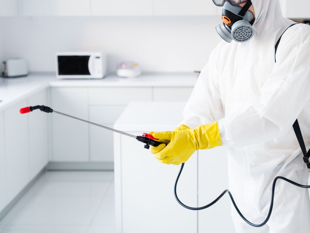 不快害虫駆除サービス画像